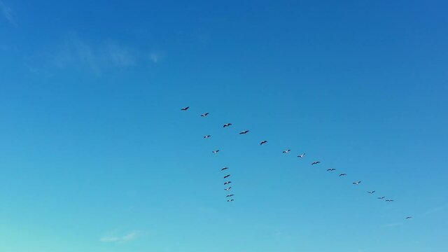 migratory cranes fly in flocks to southern countries