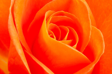Macro shot of the interior of an orange rose