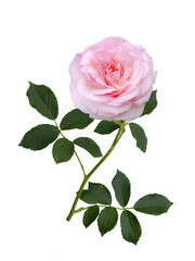 Delicate pink rose with green leaves isolated on white background