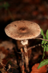 Wild winter mushrooms on forest macro background north germany high quality prints