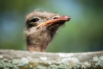 Zelfklevend Fotobehang Ostrich eyes close-up. Close-up portrait of an ostrich with big © PhotoRK