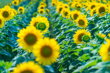 Sunflower, Indre-et-Loire Department, The Loire Valley, France, Europe