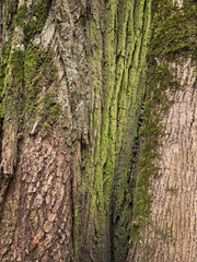 Obraz premium Abstract close-up shot of a tree trunk with green moss on its brown bark.
