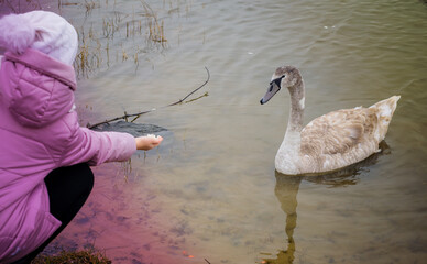 A girl feeds a young Swan with her hand on the river Bank