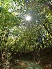 Obraz premium sunlight in the forest