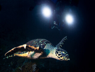 Turtle and underwater camera with lights.
