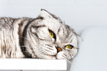 Young resting gray striped cat lies on a white table in sunlight. Bored animal looking up dreaming relax