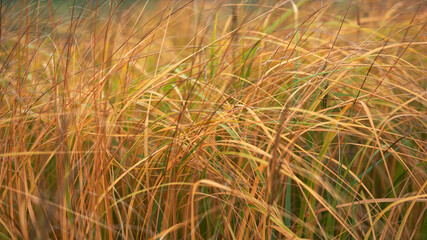 golden fields of grass