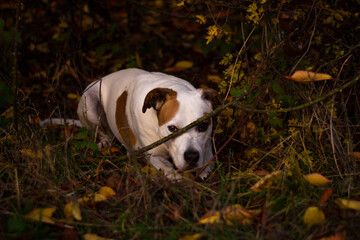 Sad american pitbull terrier dog posing in beautiful colorful autumn nature	