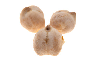 chickpea beans isolated