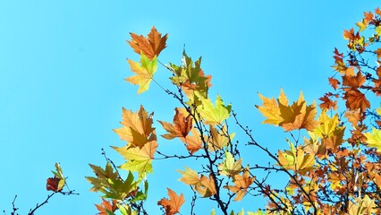 Colorful autumn maple leaves on a blue sky background. Golden autumn. Abstract photo. Art photo.