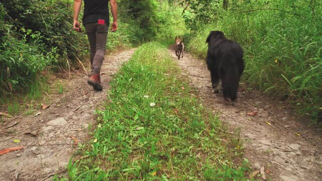 Paseo matutino con los perros por un camino rural