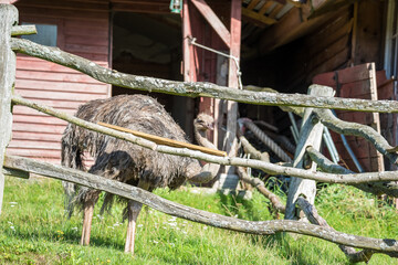 Ostrich on the catwalk. Big flying birds on the green grass.