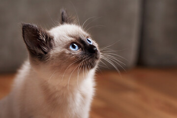 Kitty cat with blue eyes, Balinese cat - obrazy, fototapety, plakaty