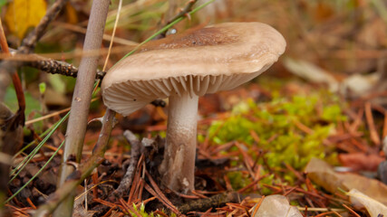 mushroom - boletus - seta
