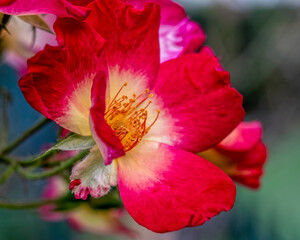 Fototapeta na wymiar vivid red and yellow wild rose flower top view closeup, filtered image