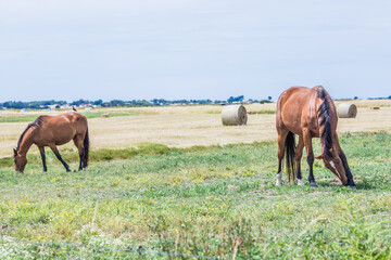 Noirmoutier couleur 36