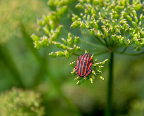 red and black Striped bug