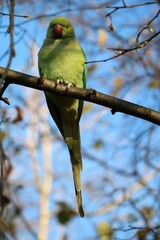 Wild Ring-necked Parakeet in Hyde Park London, United Kingdom