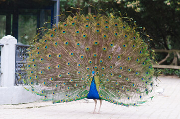 Portrait of a peacock showing its tail full of feathers