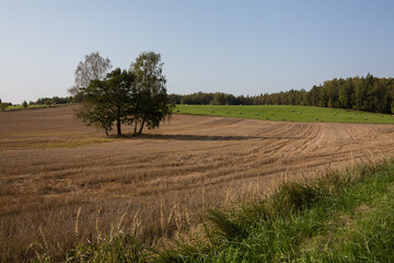 City Raiskums, Latvia. Cereal field and hay rollers.