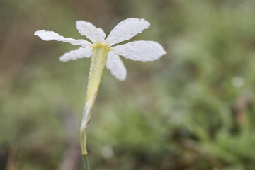 Narcissus serotinus Late-flowering daffodil small white flower with yellow stamens that grows by the thousands in the uncultivated meadows of western Andalusia