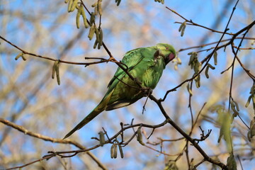 Green Rose-ringed Parakeet sitting in the tree in Hyde Park in London, United Kingdom
