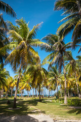 Fototapeta na wymiar many tall coconut palm trees in a paradise turquoise blue sky