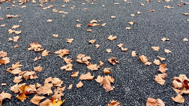Bl&auml;tter auf dem Asphalt im Herbst