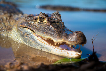 alligator lizard sunbathing on the lake shore showing its teeth
