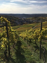 Fototapeta na wymiar Weinberge im Herbst bei Stuttgart-Uhlbach in Baden-Württemberg