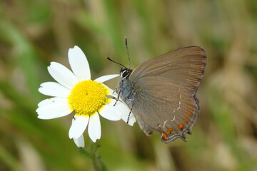 False Ilex Hairstreak (Satyrium esculi)