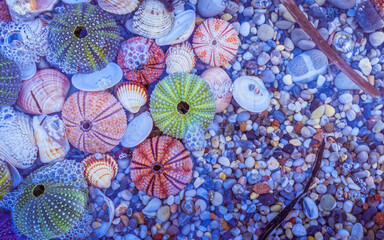 colorful sea urchins and shells in sea water with bubbles, natural pattern background
