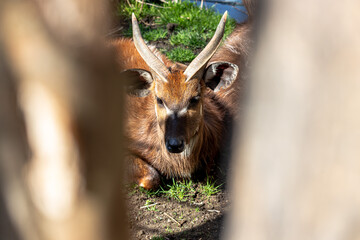 Sitatunga (Tragelaphus spekii) lying on the ground.