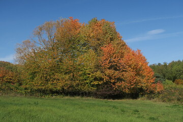 Herbstlicher Laubbaum in Stuttgart-Rotenberg