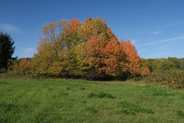 Herbstlicher Laubbaum in Stuttgart-Rotenberg