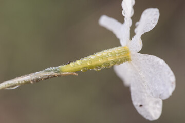 Narcissus serotinus Late-flowering daffodil small white flower with yellow stamens that grows by the thousands in the uncultivated meadows of western Andalusia