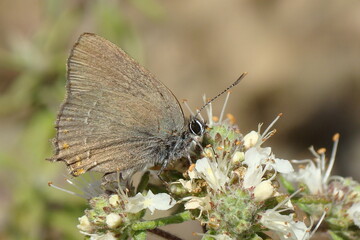 False Ilex Hairstreak (Satyrium esculi)