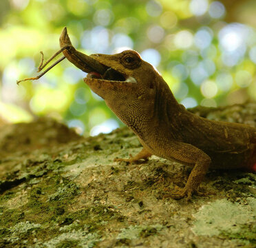 Sobre vivencia, alimento, desayuno de saltamonte, toloque rayado, basilisco marr&oacute;n,Basiliscus vittatus