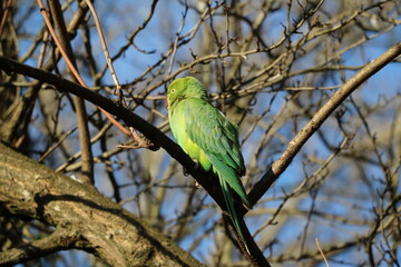 Rose-ringed Parakeet sitting in the tree in Hyde Park in London, United Kingdom
