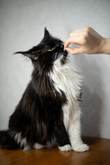 black and white fluffy maine coon 