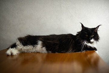 black and white fluffy maine coon 