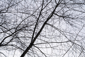 branch silhouette