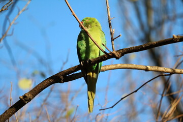 Wild Ring-necked Parakeet in Hyde Park London, United Kingdom