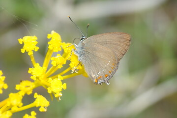 False Ilex Hairstreak (Satyrium esculi)