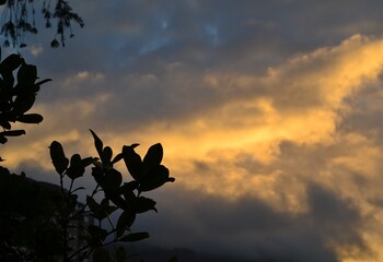 Fototapeta na wymiar Sunrays through leaves equals a nice sunset