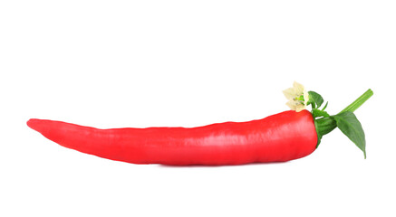 Pepper bitter isolated on white background