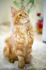 very funny gold big cat maine coon 