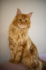 very funny gold big cat maine coon 