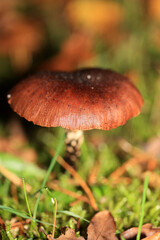 Wild winter mushrooms on forest macro background north germany high quality prints
